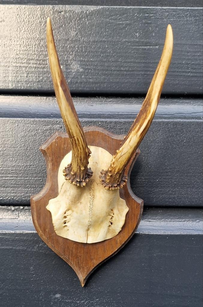 Ree gewei op schild - Vintage decoratie, Ophalen of Verzenden, Gebruikt