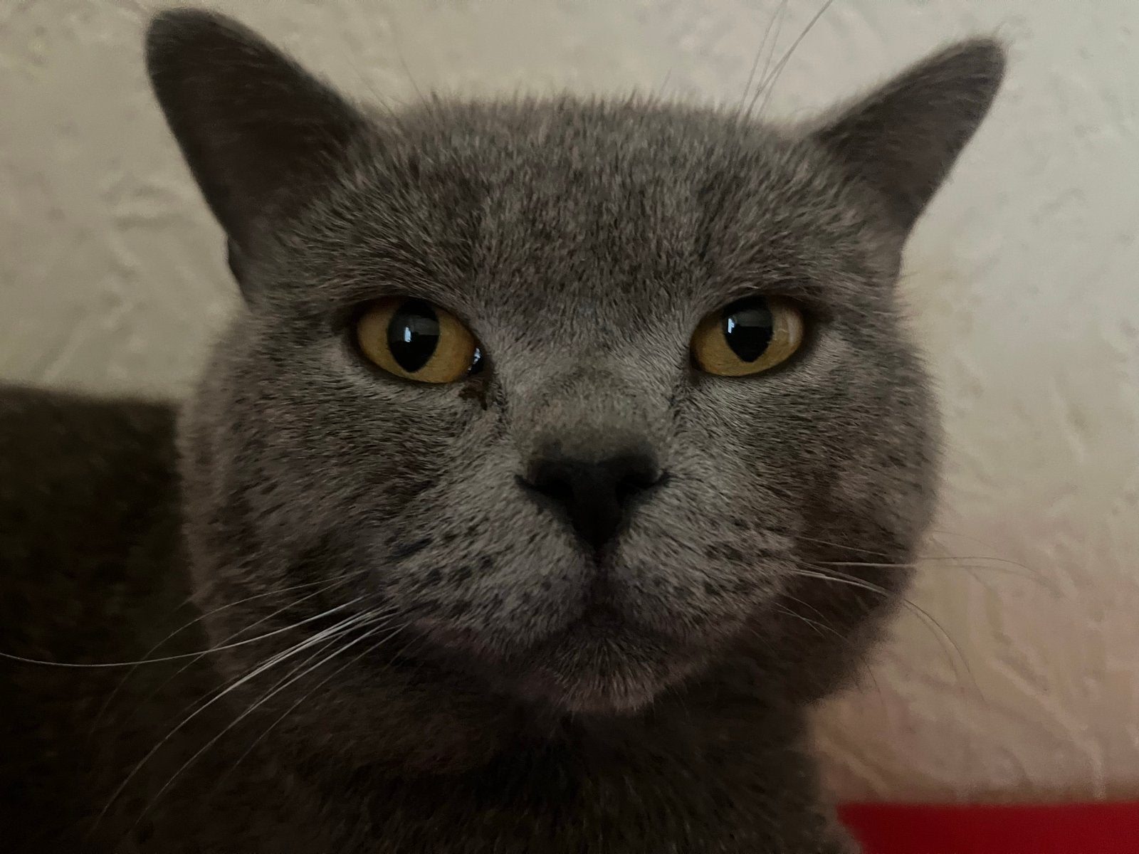 Kater ter adoptie, Dieren en Toebehoren, Kater, Kortharig, 0 tot 2 jaar