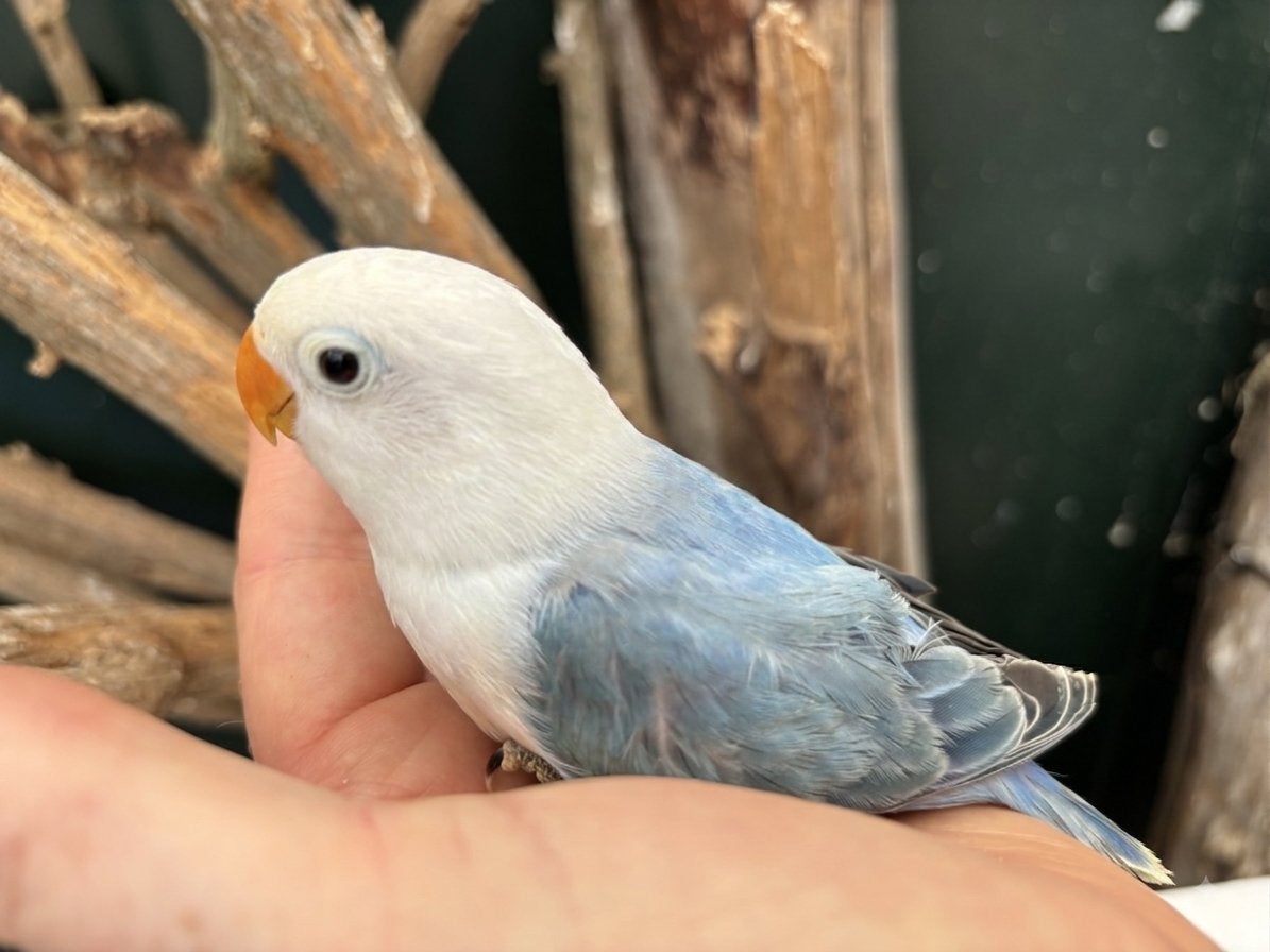 ZELFSTANDIGE Agapornis fischeri dwergpapegaai, Dieren en Toebehoren, Vogels | Parkieten en Papegaaien, Geslacht onbekend, Dwergpapegaai of Agapornis