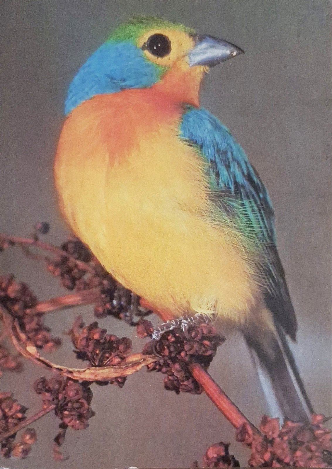 Dieren - Vogels - Regenbooggors, Ophalen of Verzenden, 1960 tot 1980, Gelopen, Vogel