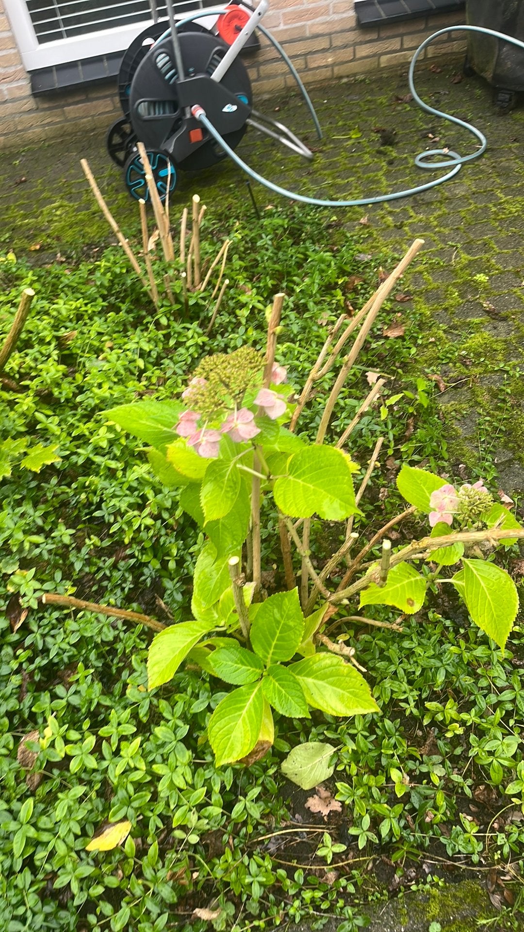 Grote Hortensia 5 stuks, Ophalen, Overige soorten, Halfschaduw