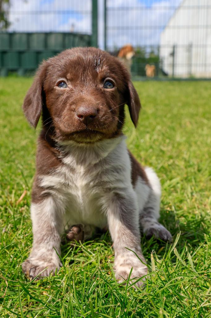 🐾 jouw nieuwe beste vriend wacht hier op je.., Parvo, Nederland, 8 tot 15 weken, Meerdere