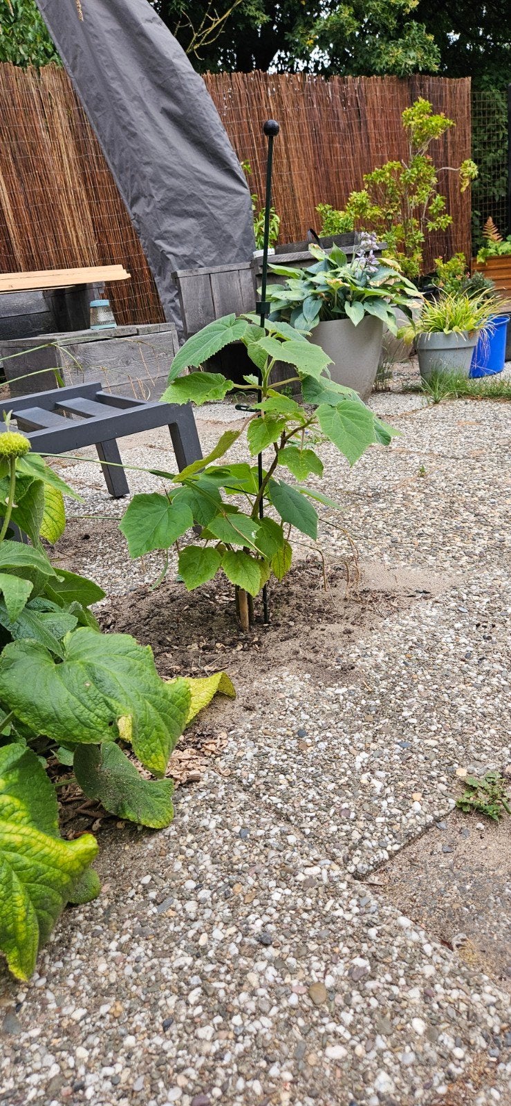 Anna Paulowna plant / boompje, Volle zon, Vaste plant, Lente, Ophalen
