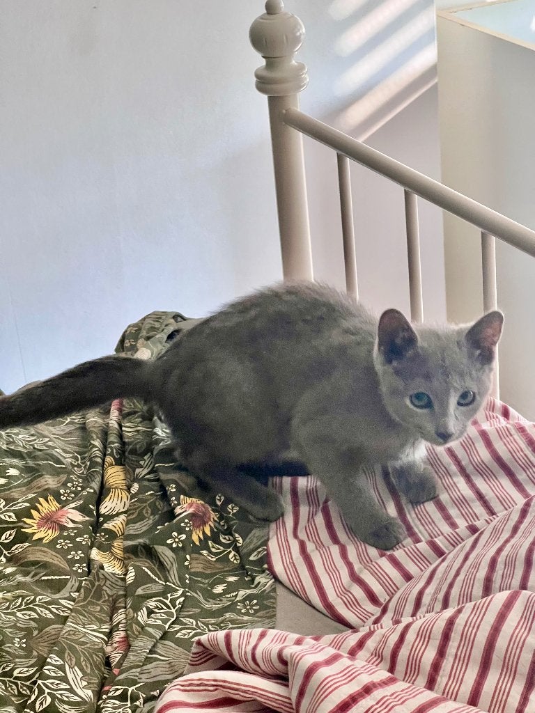 Blauwe Rus meisje, Poes, Met stamboom, 0 tot 2 jaar