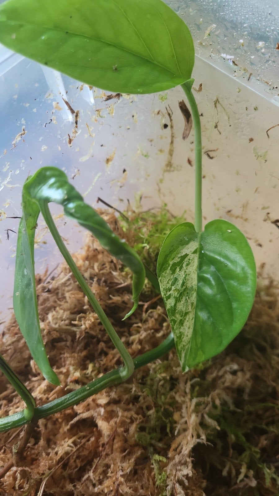 Epipremnum Pinnatum Marble Variegata - Goed Geworteld, Huis en Inrichting, Kamerplanten, Overige soorten, Minder dan 100 cm, Groene kamerplant