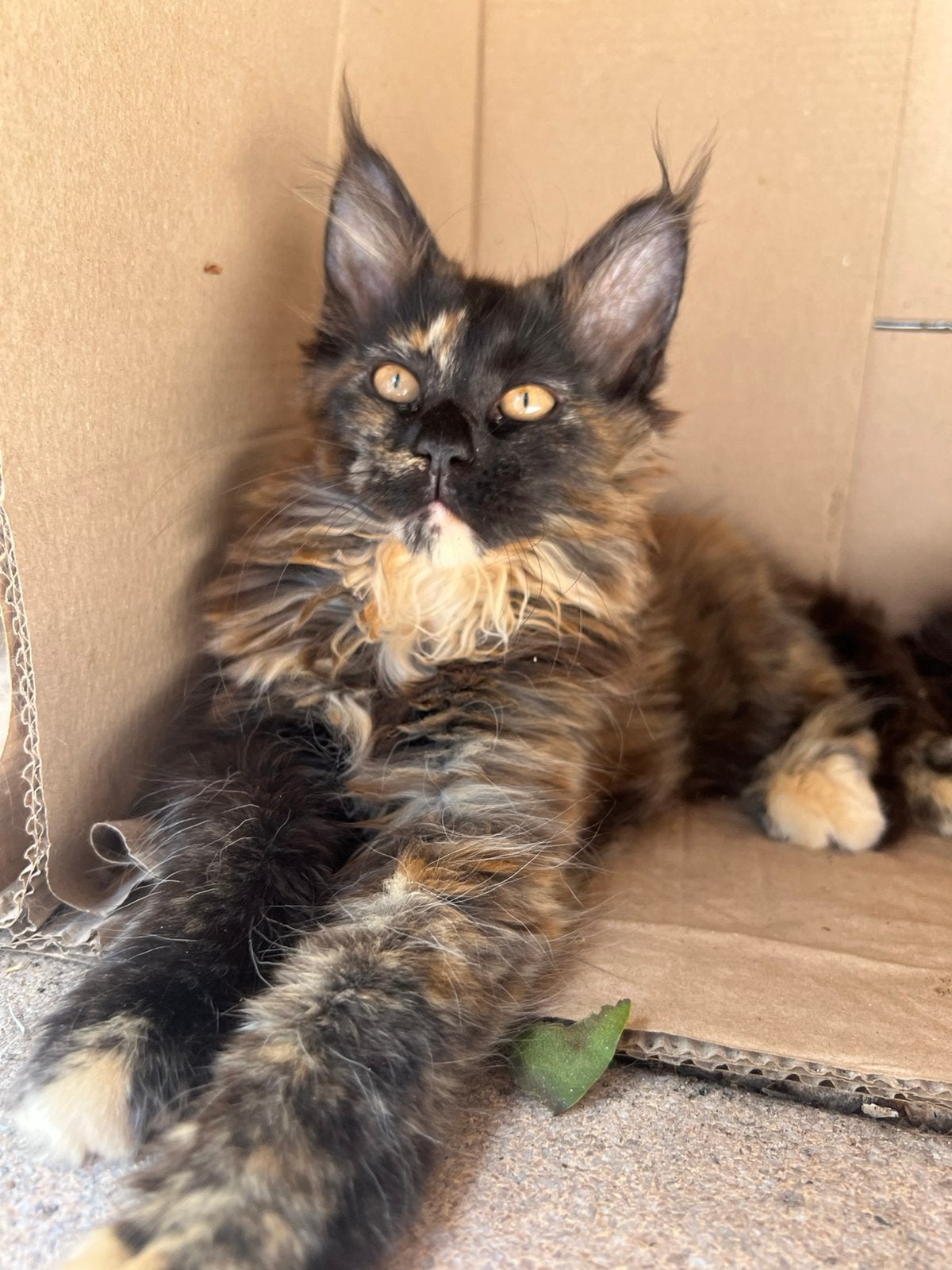 🐾 Laatste Maine Coon poesje  met stamboom🐾, Poes, Met stamboom