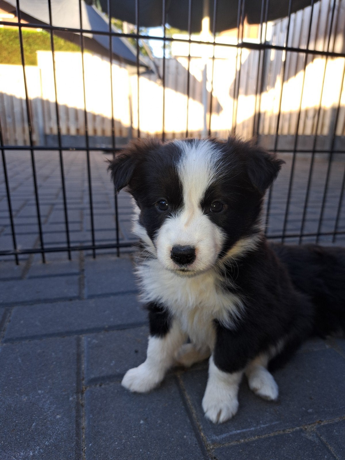 Border collie pups, 8 tot 15 weken, Collie, Meerdere, Meerdere dieren