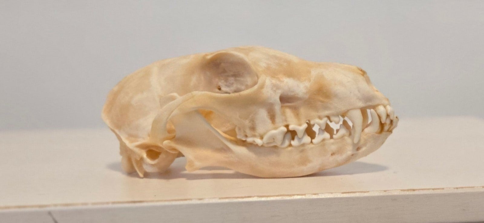 Schedel Zilvervos ( vulpes vulpes) Taxidermie Fox Skull, Ophalen of Verzenden, Nieuw, Wild dier, Schedel
