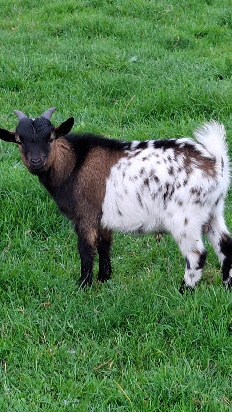 geit en geite bokje., Dieren en Toebehoren