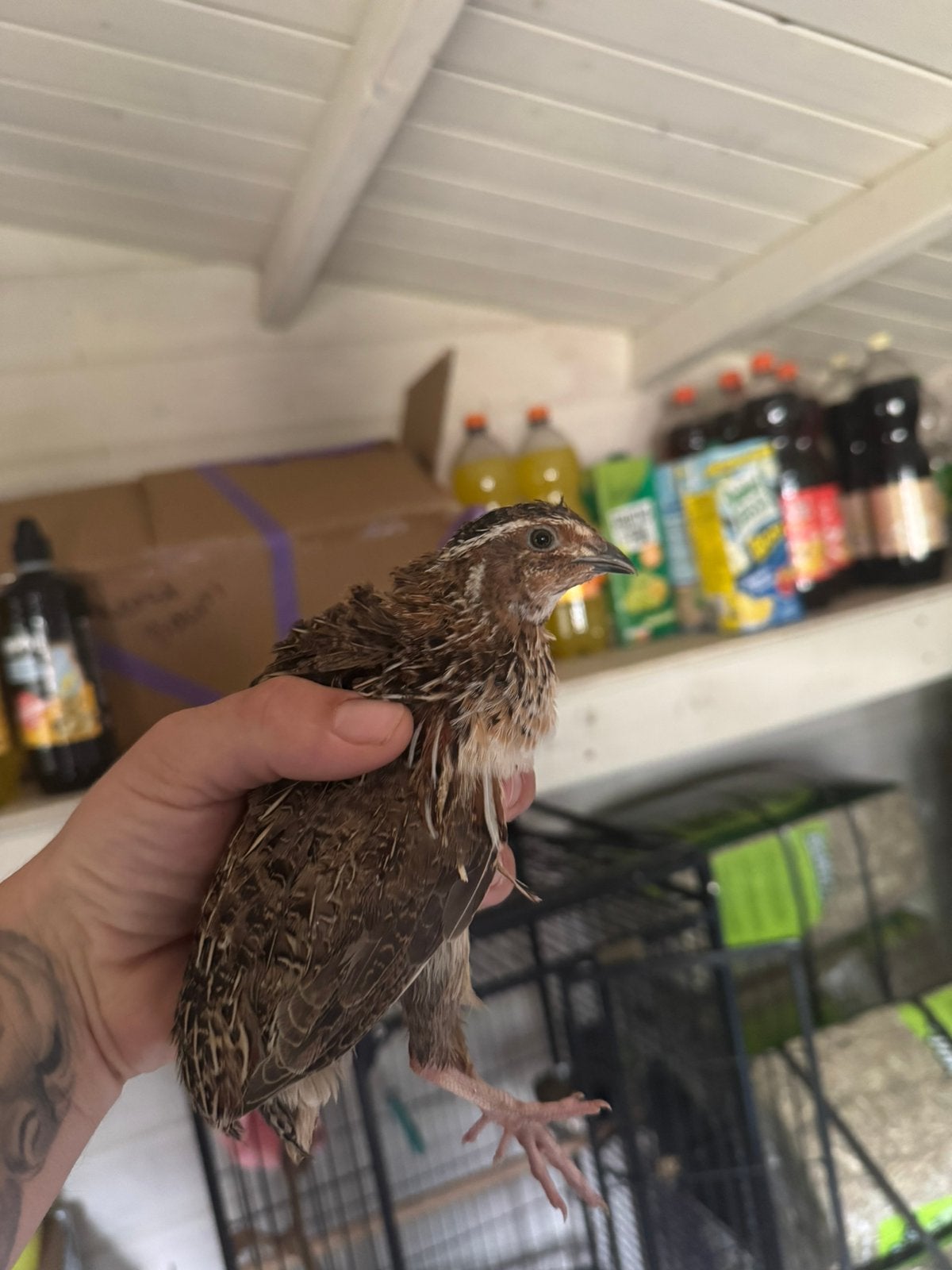 2 Japanse Kwartel hanen, Dieren en Toebehoren, Pluimvee, Mannelijk, Overige soorten