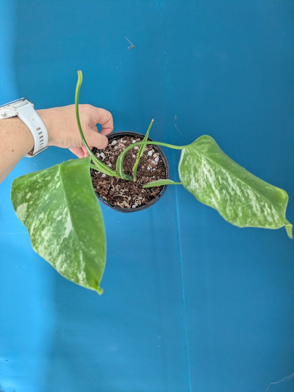 Monstera Albo variegata plantje, Ophalen of Verzenden, Halfschaduw, Minder dan 100 cm