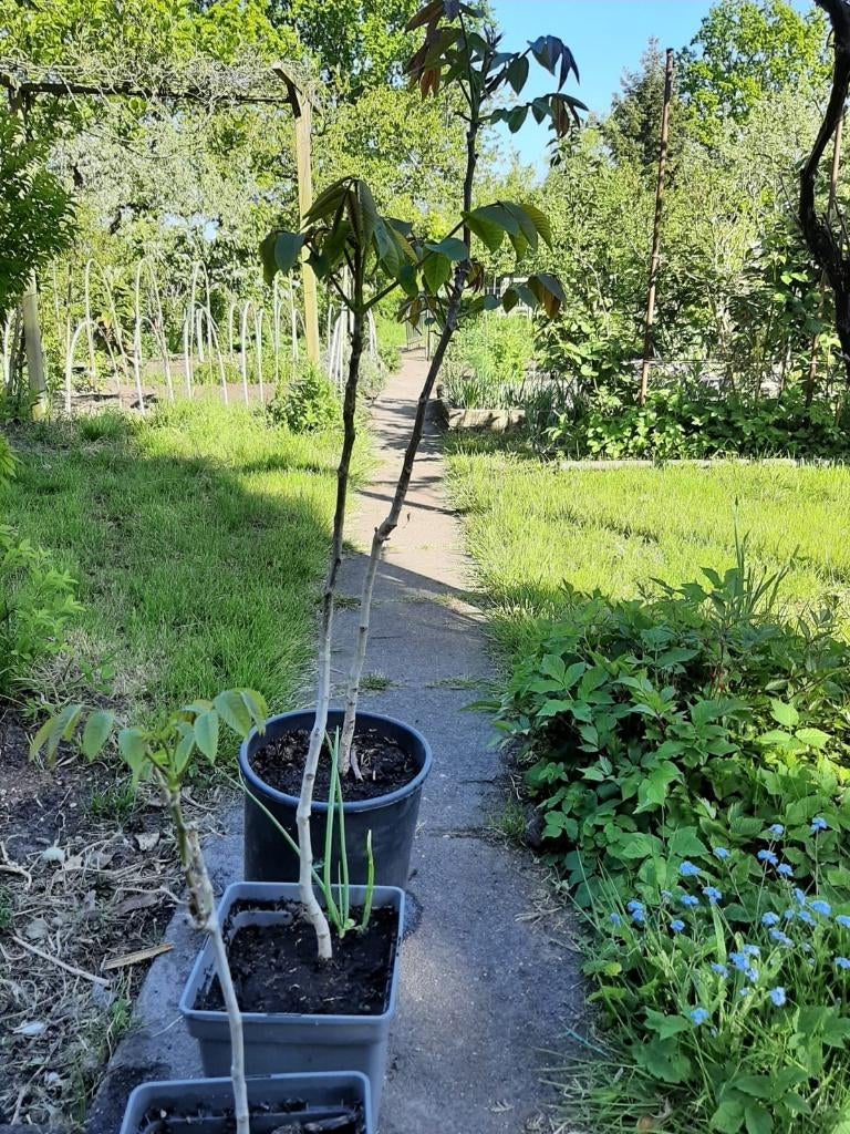 Walnoten plant, Bloeit niet, Overige soorten, Minder dan 100 cm, Ophalen