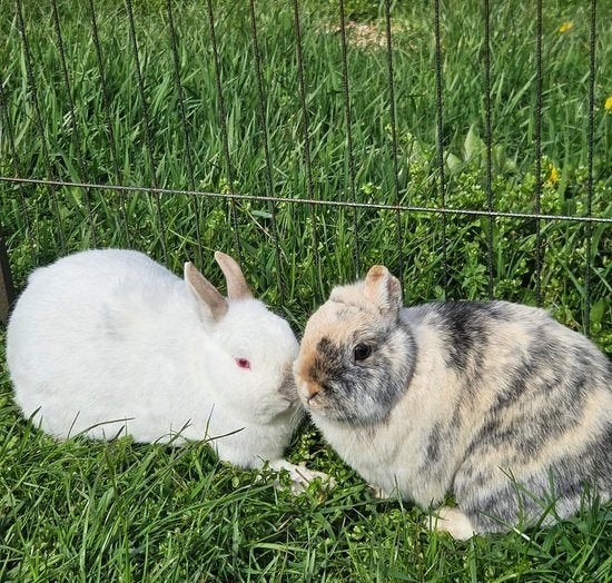 Bane & Hela zoeken een nieuw huisje!, Meerdere dieren, Klein, 3 tot 5 jaar