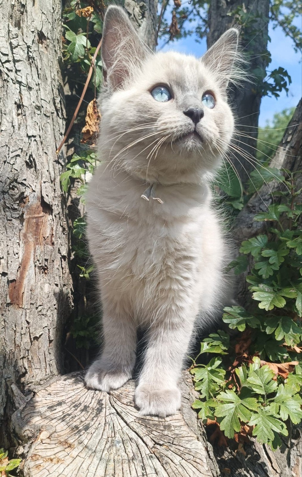 Ragdoll kittens, Meerdere dieren