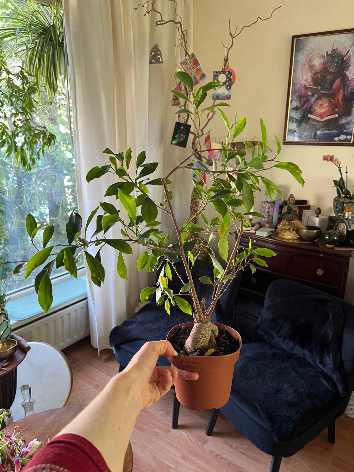 Ginseng Ficus / Ficus Ginseng — Ficus microcarpa, Ophalen of Verzenden, Ficus, Halfschaduw, Minder dan 100 cm