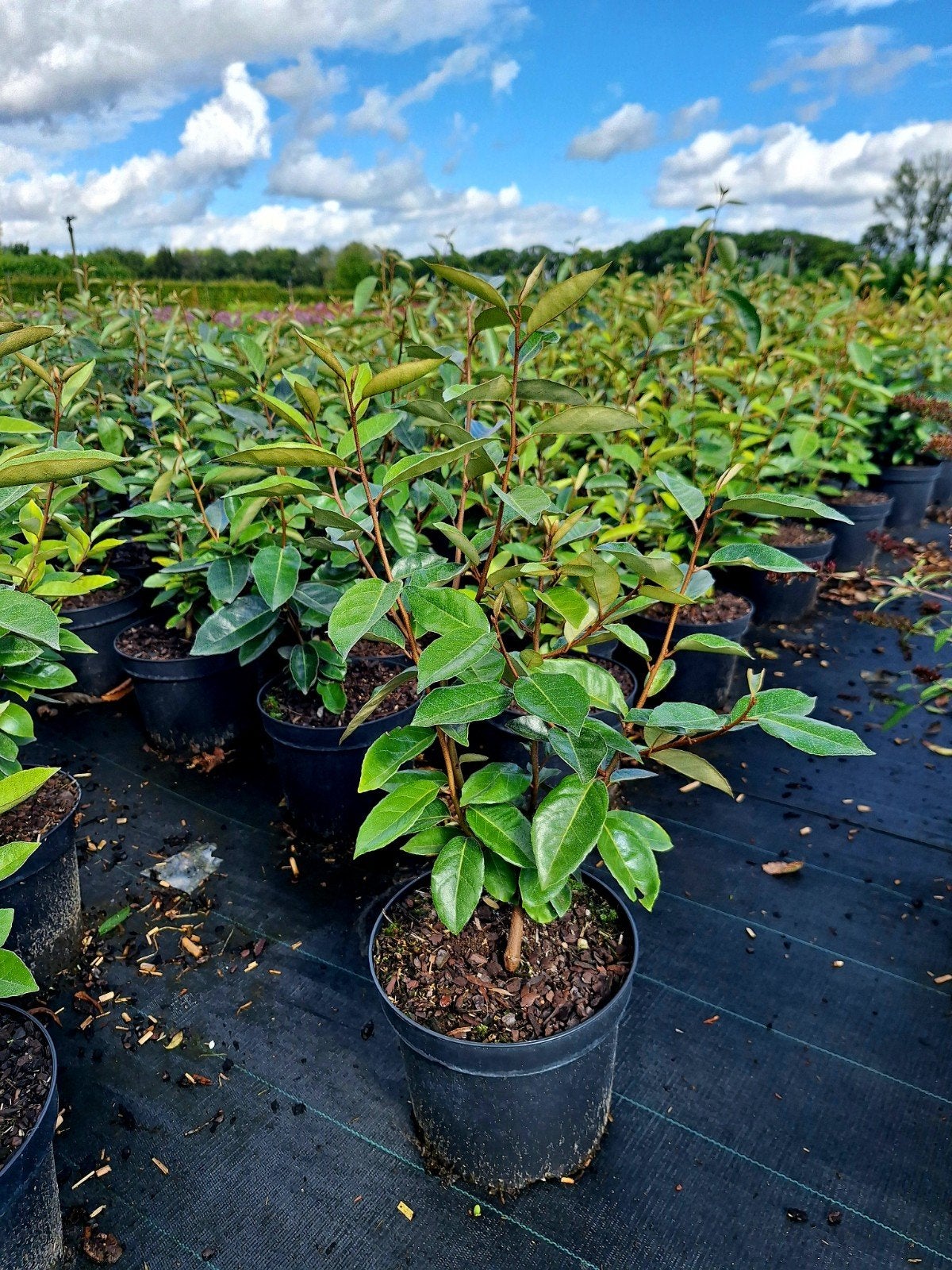 Winter groene Elaeagnus ebbingei 🌿(Olijfwilg), Ophalen, Overige soorten