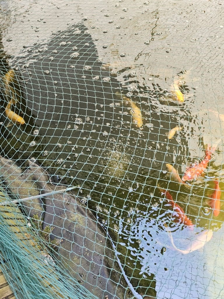 Grote goudvissen (vijver), Dieren en Toebehoren, Vissen | Vijvervissen, Goudvis(sen)
