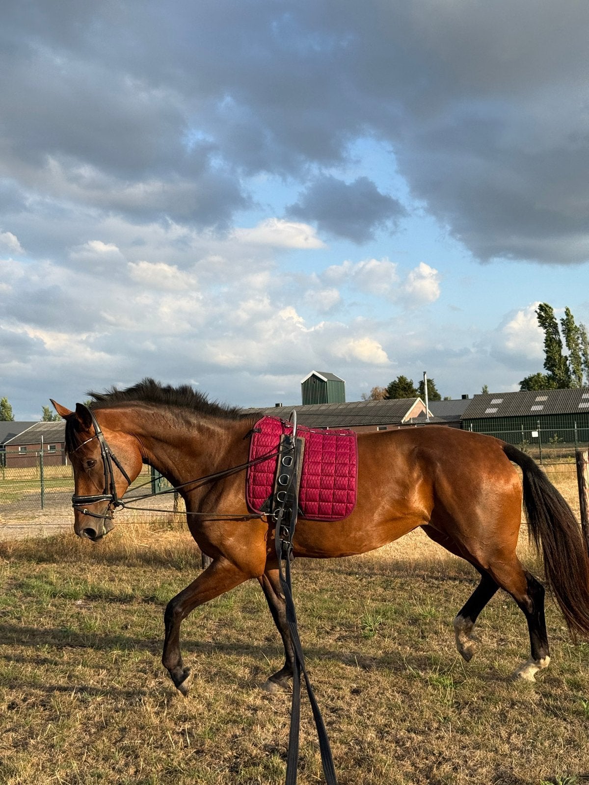 4 jarige merrie van Ibolensky x Numero Uno, Merrie, Springpaard, 175 cm of meer, Met stamboom