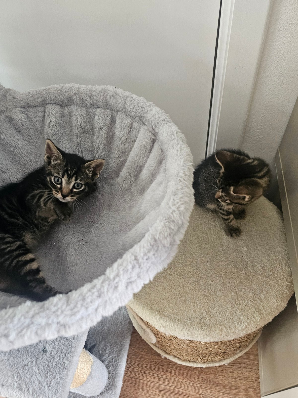 2 poesjes, Dieren en Toebehoren, Katten en Kittens | Overige Katten, Poes