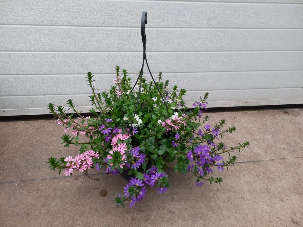 Waaierbloem scaevola hangpot of losse plant, Ophalen, Overige soorten, Volle zon