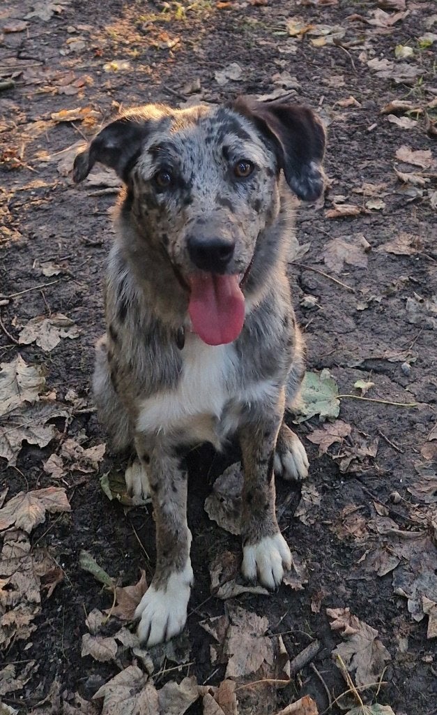 De meest geweldige hond zoekt een gouden mandje, 1 tot 2 jaar, Teef, Eén hond, CDV (hondenziekte)