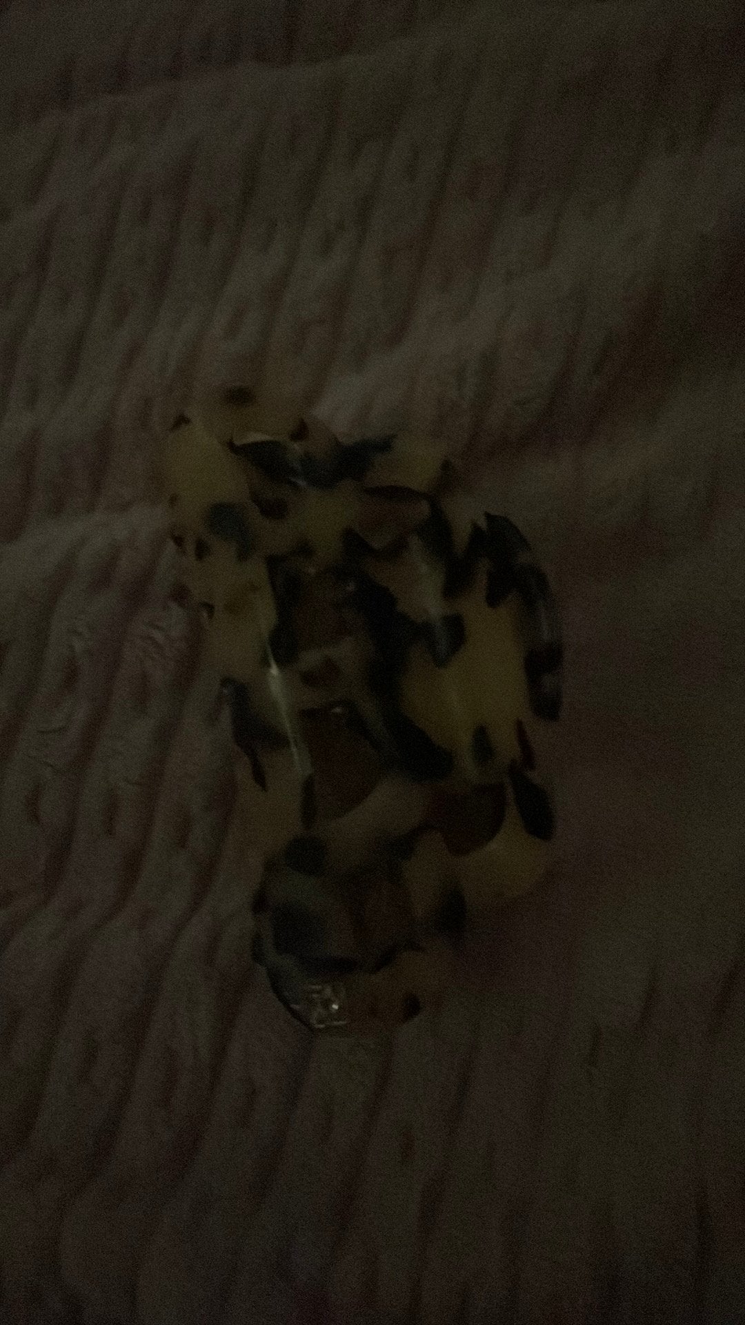 hair clip, Dieren en Toebehoren, Reptielen en Amfibieën, Slang, 0 tot 2 jaar