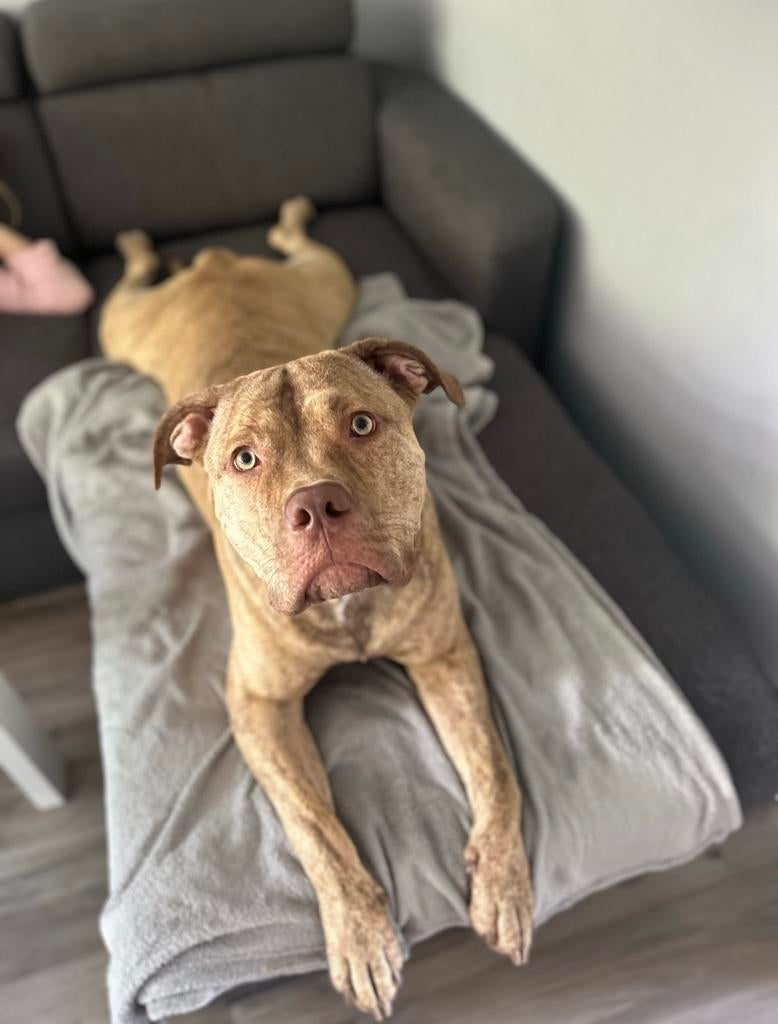 American Bully / Pitbull XL reu (3 jaar) zoekt goed thuis, Nederland, Parvo, Eén hond, 3 tot 5 jaar