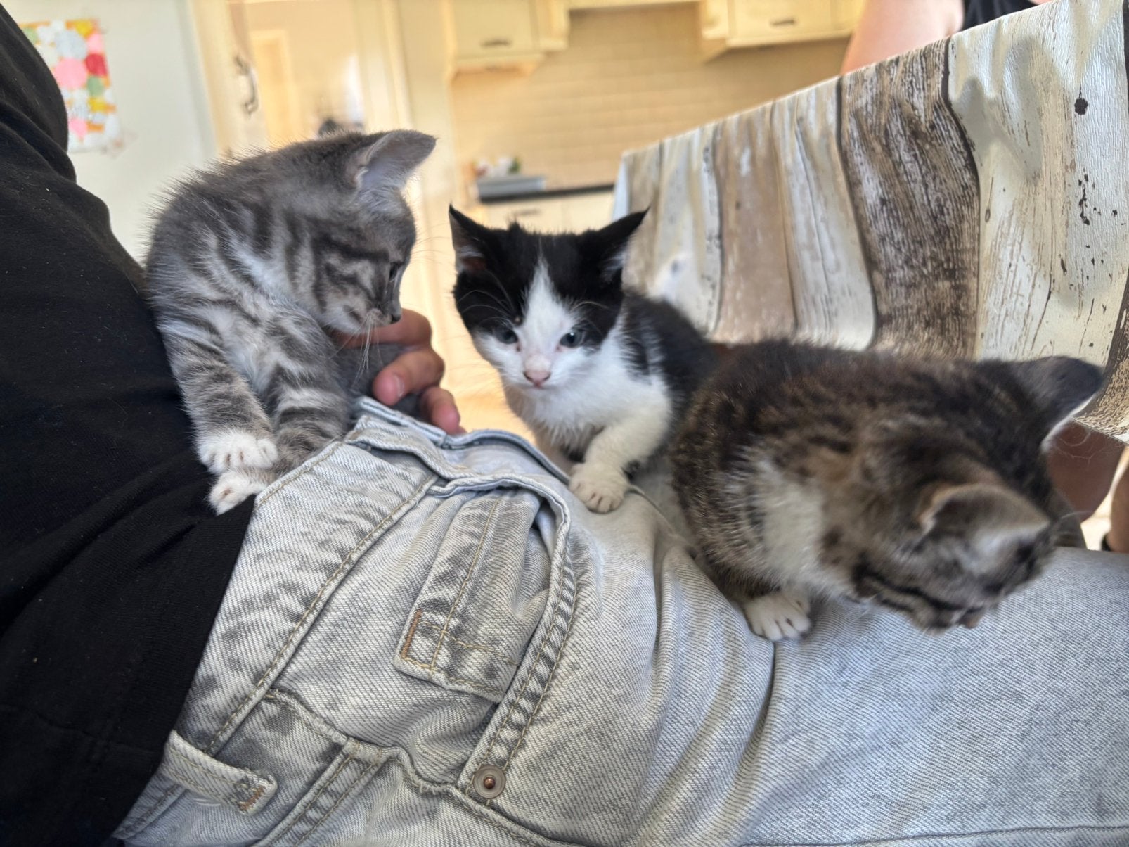 Boerderij kittens, Dieren en Toebehoren, Meerdere dieren