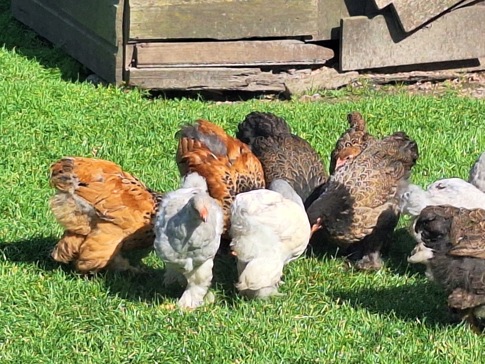 Brahma kippen. 3 volwassen kippen en 15 kuikens in 1 koop., Meerdere dieren, Kip
