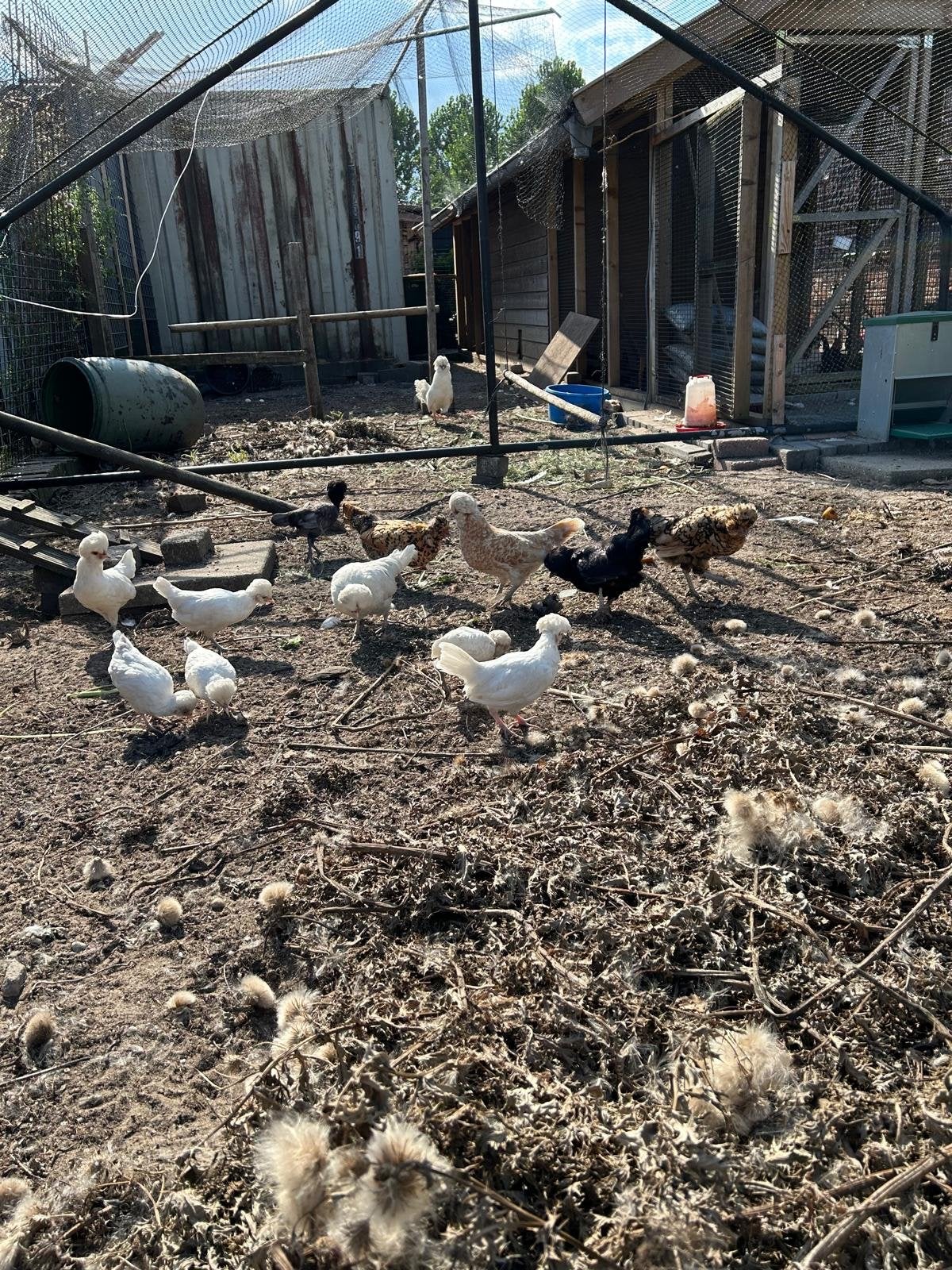 Kuifhoenders, Meerdere dieren, Kip