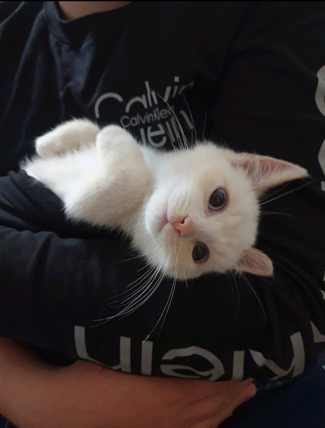 2 lieve kittens, Dieren en Toebehoren, Katten en Kittens | Overige Katten, Kater, Kortharig, 0 tot 2 jaar