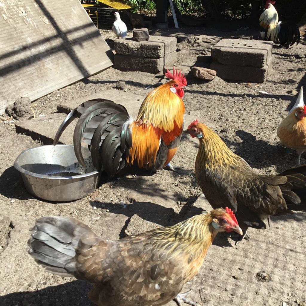 Blauwpatrijs hollandse krielen, Dieren en Toebehoren, Pluimvee, Meerdere dieren, Kip