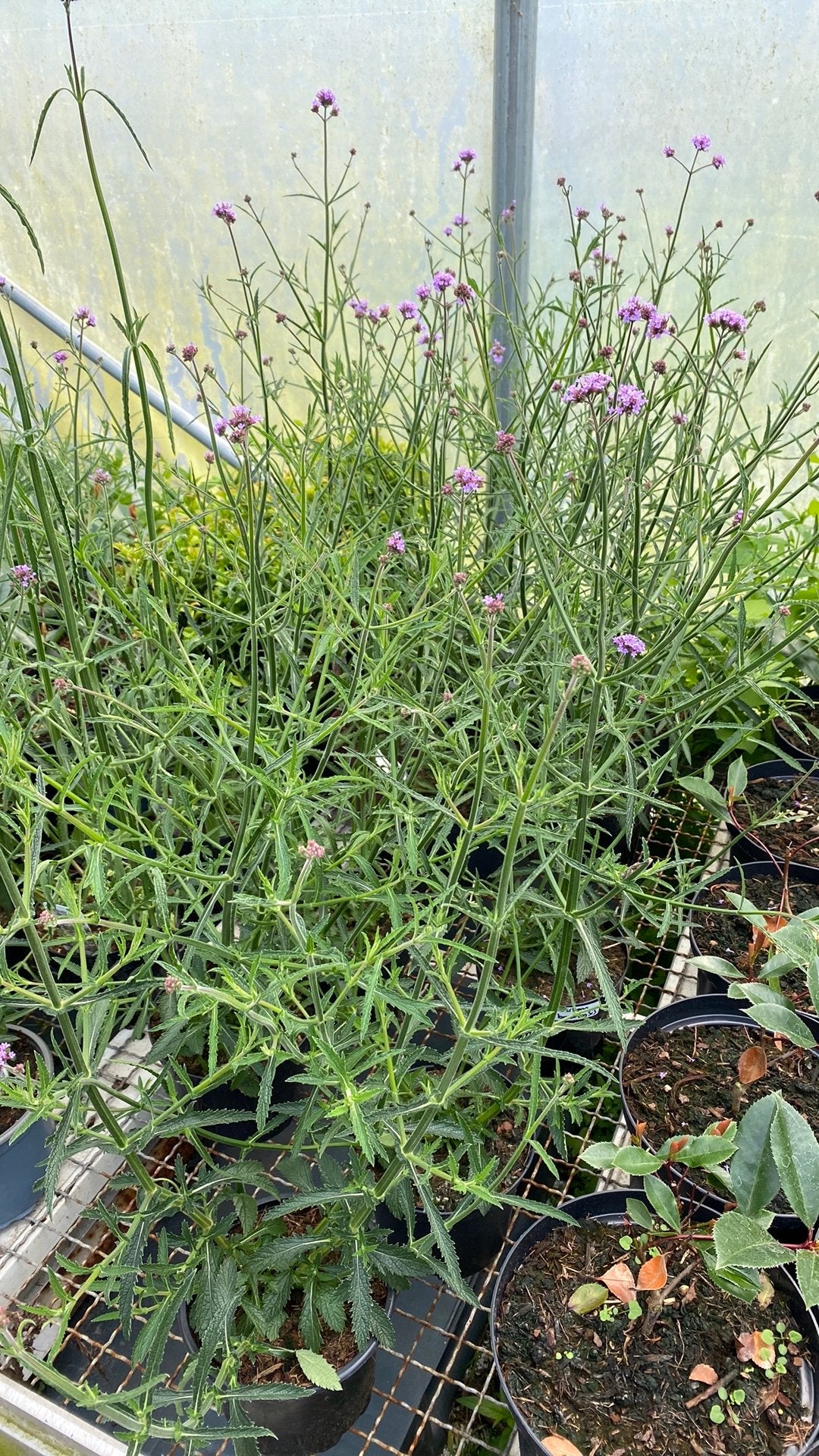 Verbena bonariensis - IJzerhard, Volle zon, Vaste plant, Zomer, Ophalen