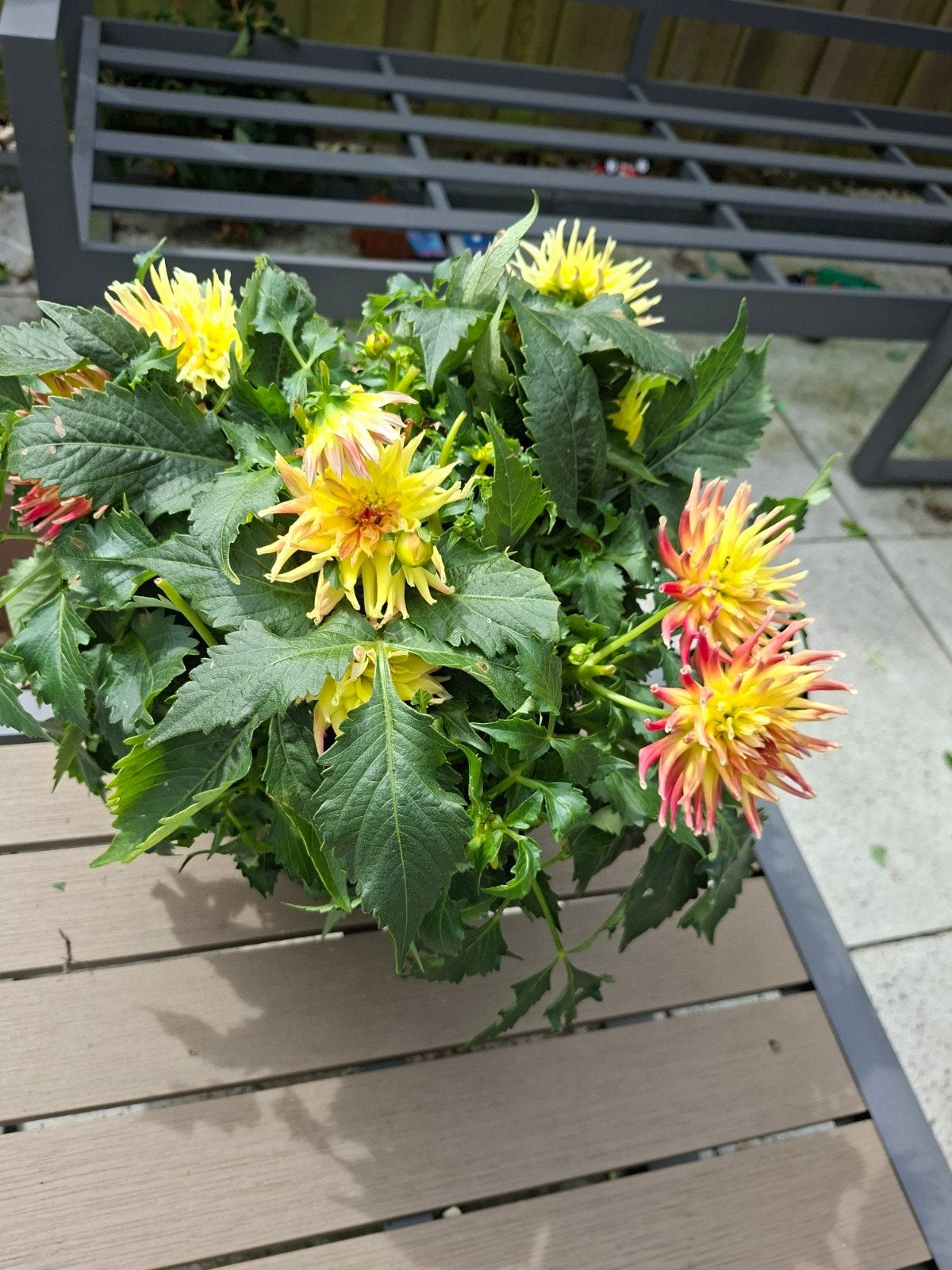 Prachtige Dahlia met Gele en Rode Bloemen, Ophalen of Verzenden, Overige soorten, Volle zon