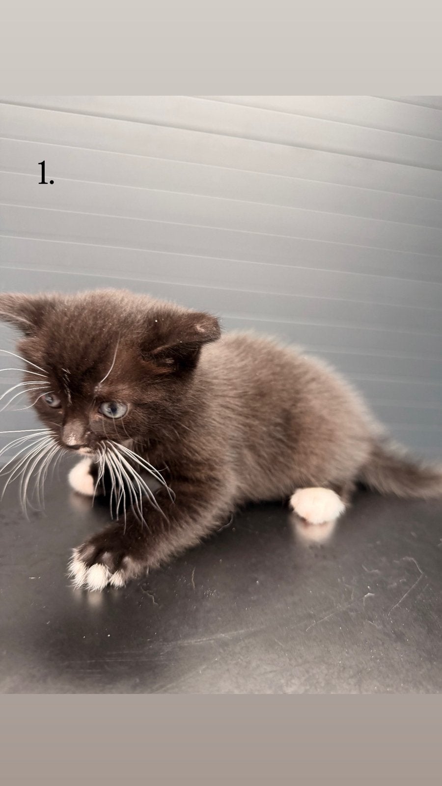 4 Schattige kittens te koop – €100 per kitten, Meerdere dieren