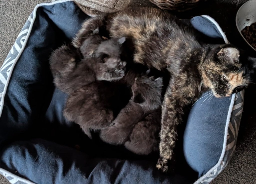 Boerderij kittens, Meerdere dieren, Kortharig, 0 tot 2 jaar