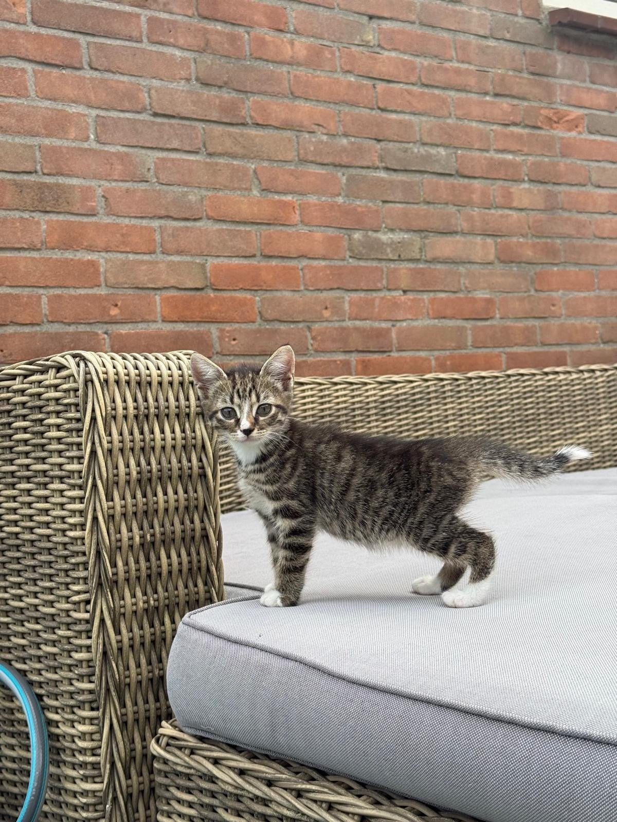Mooie Kittens, Dieren en Toebehoren, Katten en Kittens | Overige Katten