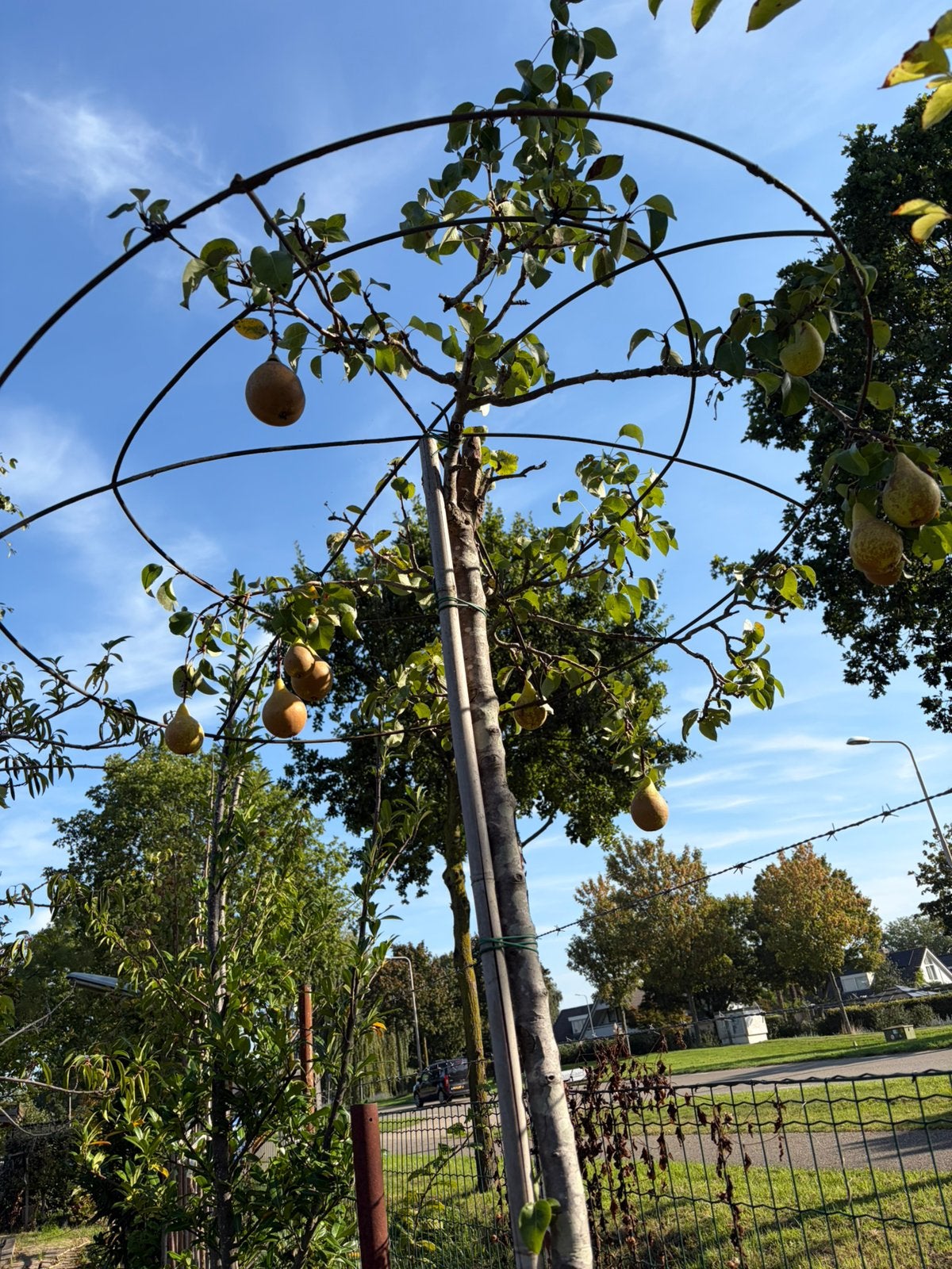 Dak perenboom conference lekkere hand peren nu voor €125,00, Tuin en Terras, 100 tot 250 cm, Dakboom, Zomer, Ophalen