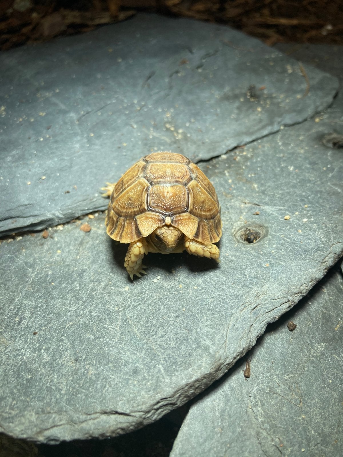 Testudo kleinmanni Egyptische landschildpad Tortoise photo 5