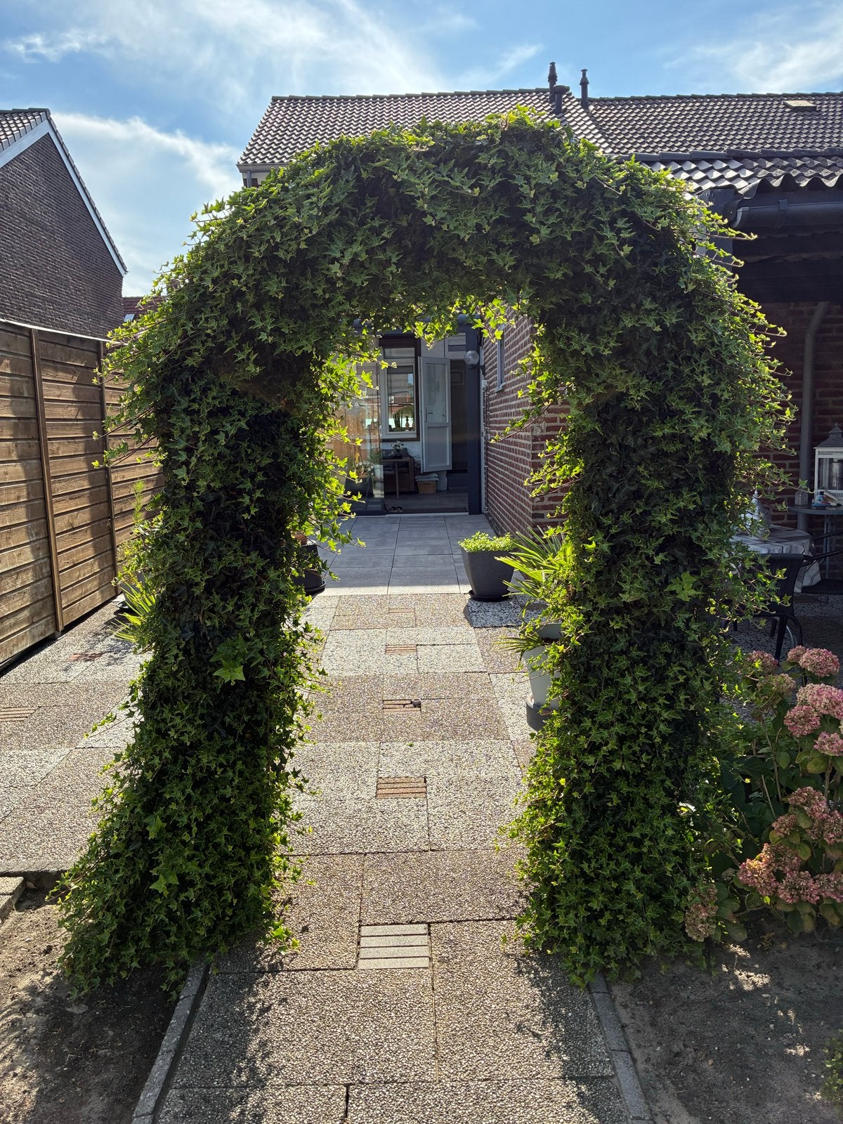 Hedera klimop met stalen tuinboog groenblijvend, Ophalen, Vaste plant, Bloeit niet, Halfschaduw