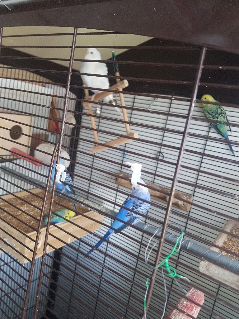 Vogels te koop, Dieren en Toebehoren, Vogels | Parkieten en Papegaaien, Mannelijk, Parkiet