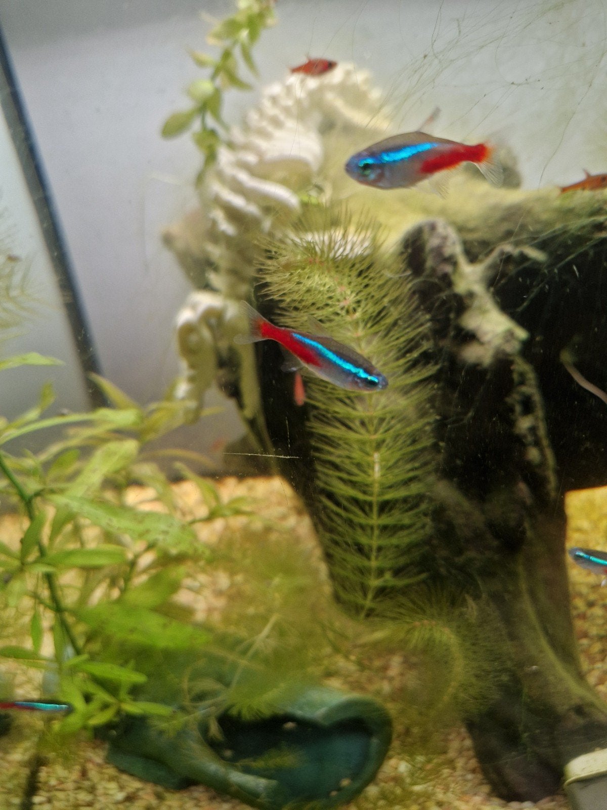 10 neon tetra's, Dieren en Toebehoren, Vis