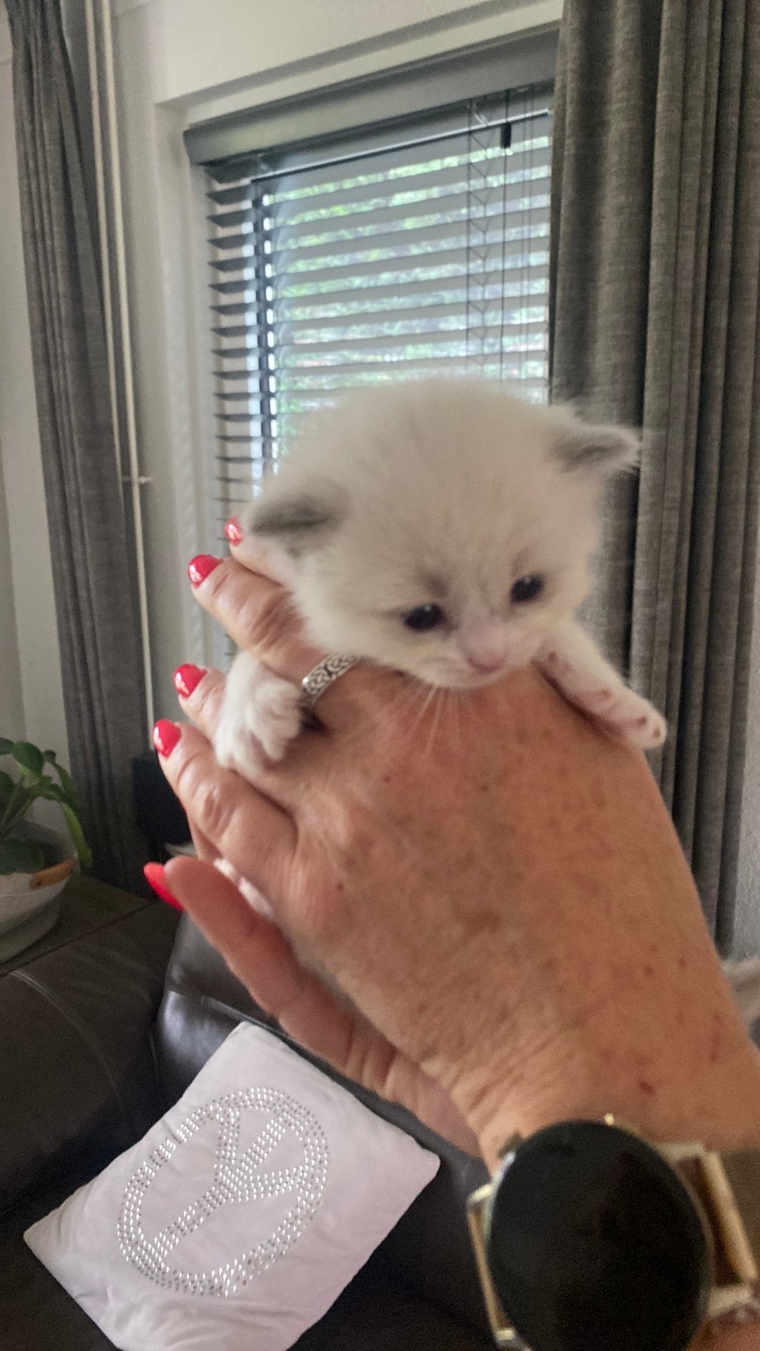 Ragdoll kittens met stamboom, Meerdere dieren, Met stamboom