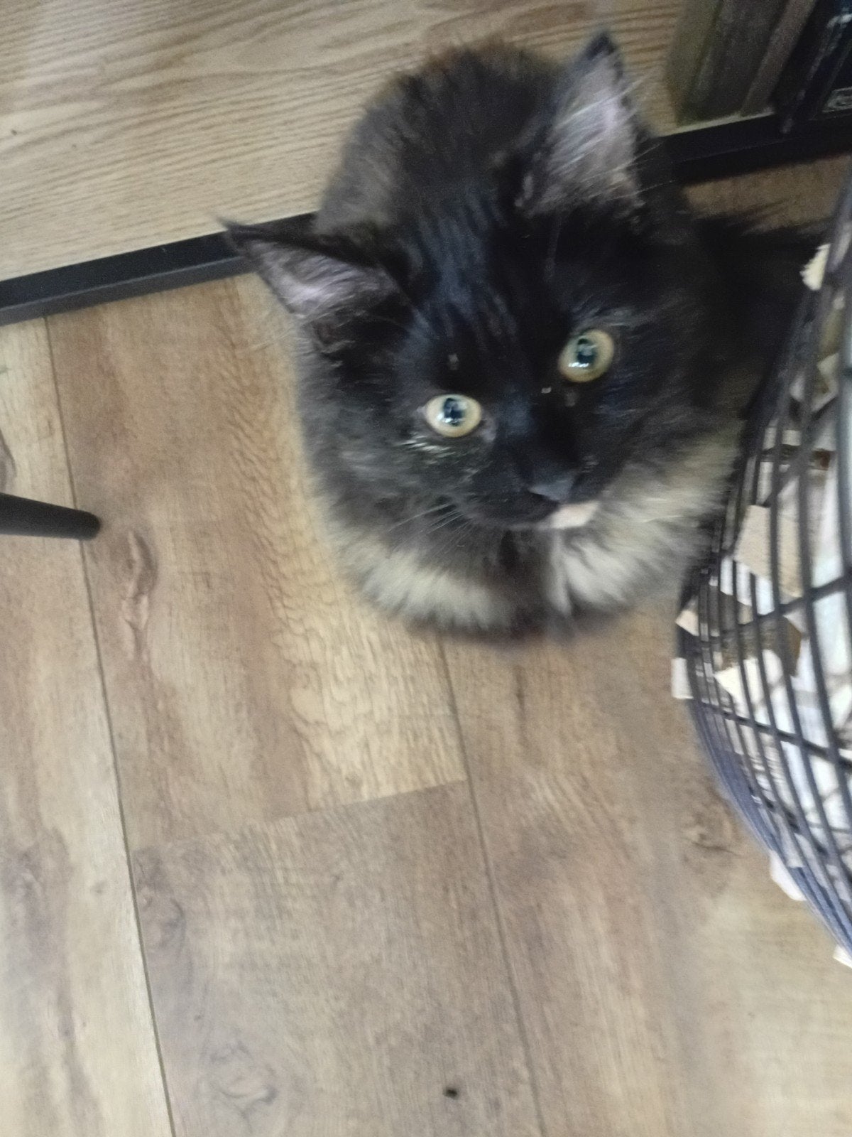 Noorse boskat x Pers, Poes