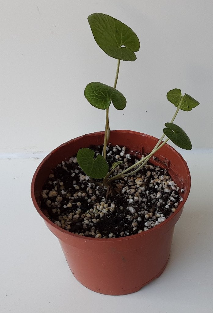 Wasabi planten / stekjes, Ophalen of Verzenden, Halfschaduw, Lente, Groenteplanten
