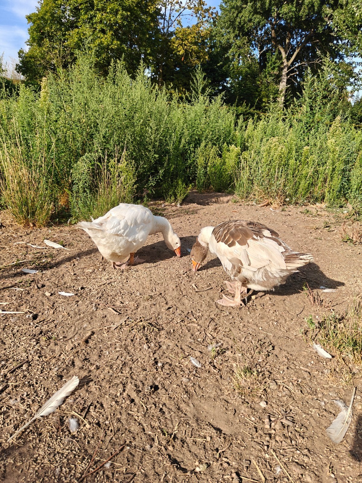 2 boeren ganzen, Dieren en Toebehoren, Meerdere dieren, Gans of Zwaan