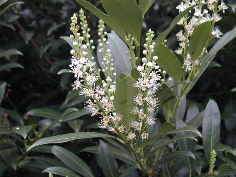 Prunus laur. 'Herbergii', Laurier 30-50 cm, Tuin en Terras, Ophalen of Verzenden, Laurier, Struik, Minder dan 100 cm