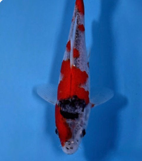 VHQ Tateshita Goshiki 18cm, Dieren en Toebehoren, Karper of Koi