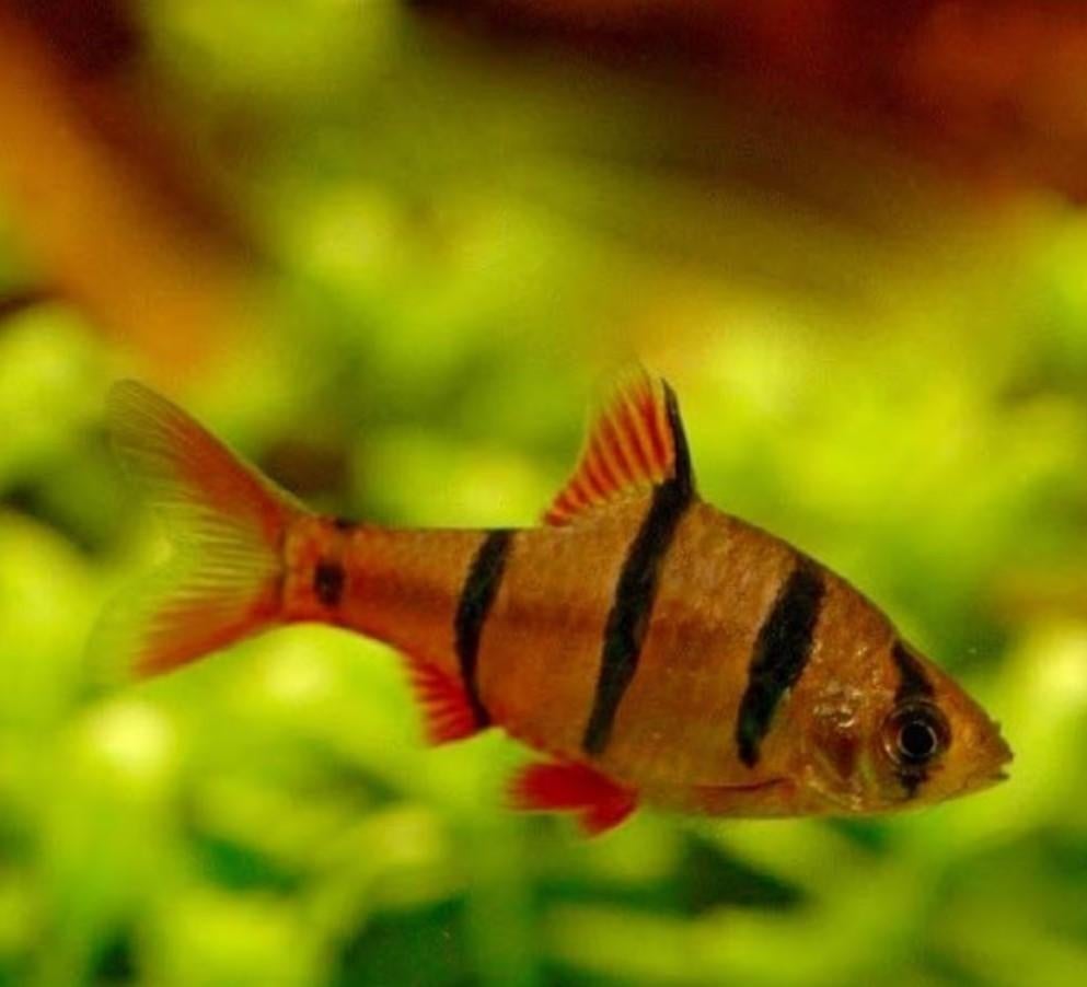 Barbus pentazona - Vijfstreepbarbeel - Koidream Valburg, Dieren en Toebehoren, Vissen | Aquariumvissen, Vis, Zoetwatervis