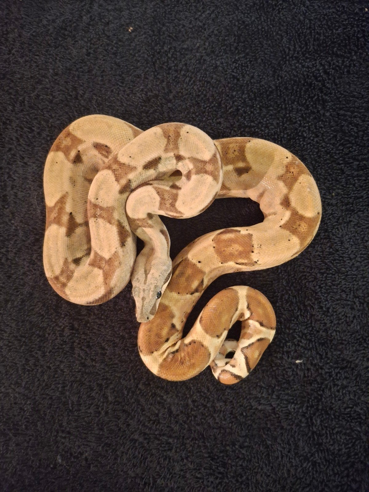 Boa Constrictor Imperator Boa Constrictor photo 7